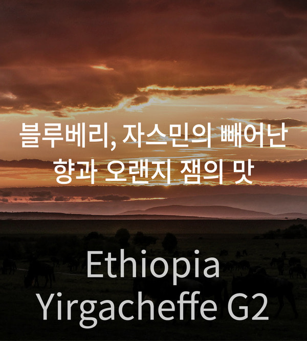 [원두] 원두커피 - 에티오피아 예가체프 G2 오리진 (Ethiopia Yirgacheffe G2 Origin) 12kg