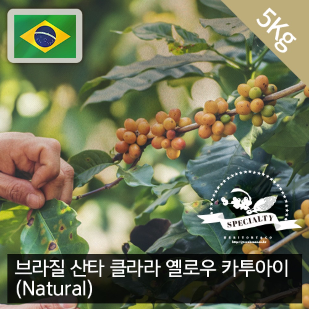 [생두] 브라질 산타 클라라 옐로우 카투아이 NY2 (Natural) 5kg